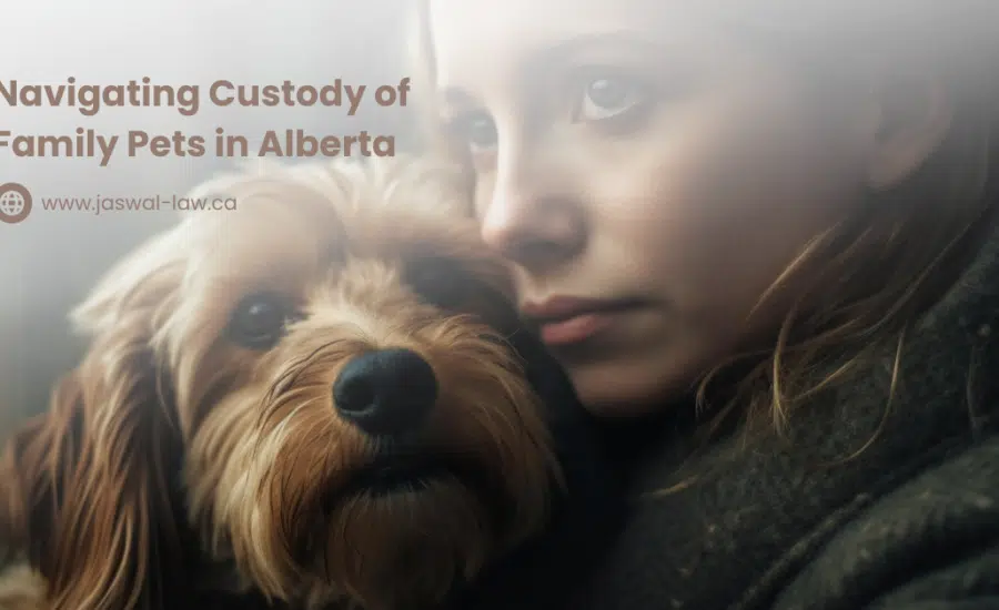 Navigating Custody of Family Pets in Alberta